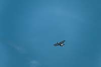 _SSC6234