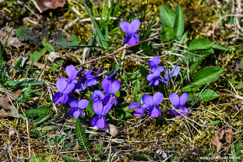 DH5_3588