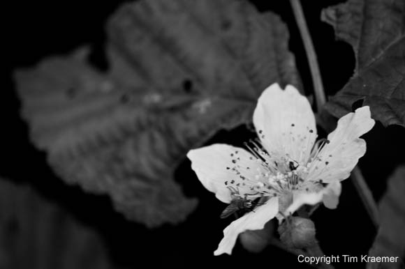 DSC_1581